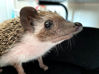 Fig the Hedgehog thumbnail