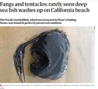 Fangs and tentacles: rarely seen deep sea fish washes up on California beach thumbnail