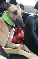 Car Ride with Tweety Bird the Greyhound thumbnail