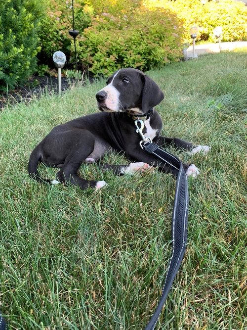 A nine-week-old, black and white Great Dane puppy named "Finn" lays on the grass of a front yard. He has on a green and orange horizontally striped collar and a black mesh leash clipped to the ring of the collar. There are bushes just behind him in the flowerbed and the lighting from the sun is evident of early to mid evening.