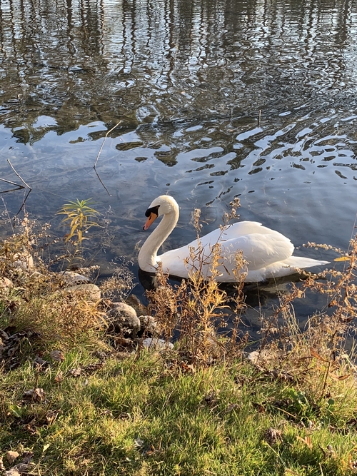 On the edge of a large, dark pond swims a large white swan towards the left of the photo.