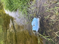 Face Mask Littered in the Creek thumbnail