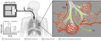 Biology of ventilation thumbnail