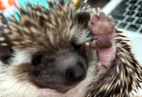 Fig the Hedgehog 3 thumbnail