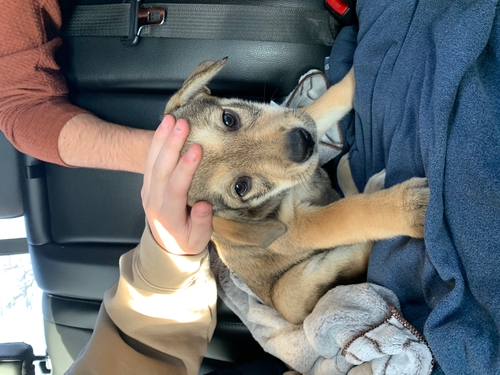  A shy looking young brown puppy sitting in the black leather back seat of a car , facing forward. She is sitting on a blue towel and has a light brown towel behind her. She is being petted by two individuals sitting on either side of her, one of their hands is on her head, the other is on her back.